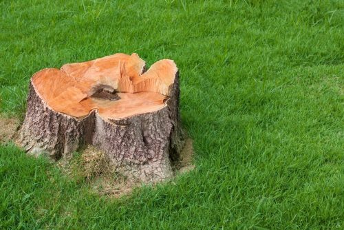 shreveport-tree-services-stump-removal-2_orig