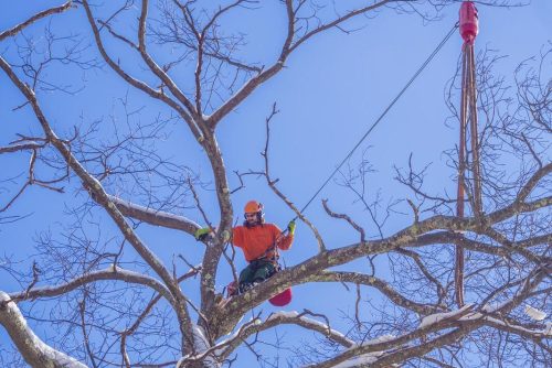 shreveport-tree-services-tree-trimming-2_orig